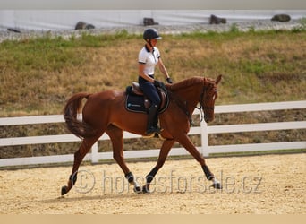 Tschechisches Warmblut, Stute, 8 Jahre, 171 cm, Fuchs