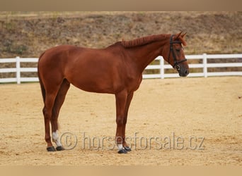 Tschechisches Warmblut, Stute, 8 Jahre, 171 cm, Fuchs