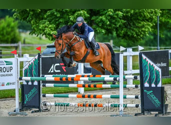 Tschechisches Warmblut, Stute, 8 Jahre, 174 cm, Brauner