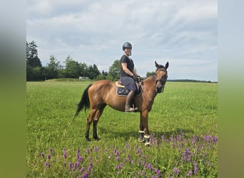 Tschechisches Warmblut, Stute, 9 Jahre, 158 cm, Brauner