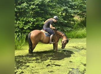 Tschechisches Warmblut, Stute, 9 Jahre, 158 cm, Brauner