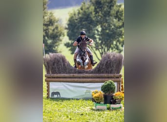 Tschechisches Warmblut, Stute, 9 Jahre, 163 cm, Brauner