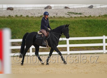 Tschechisches Warmblut, Stute, 9 Jahre, 166 cm, Rappe