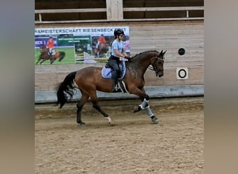 Tschechisches Warmblut, Stute, 9 Jahre, 168 cm, Brauner