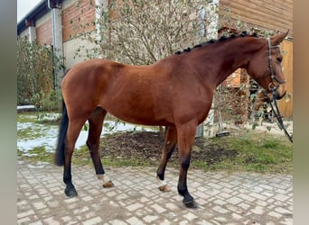 Tschechisches Warmblut, Stute, 9 Jahre, 171 cm, Brauner