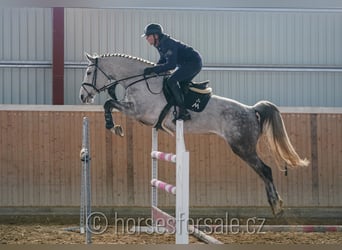 Tschechisches Warmblut, Stute, 9 Jahre, 175 cm, Schimmel