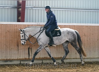 Tschechisches Warmblut, Stute, 9 Jahre, 175 cm, Schimmel