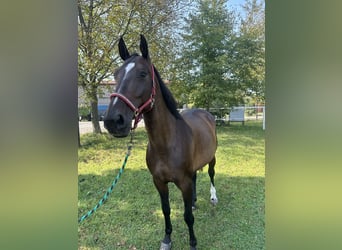 Tschechisches Warmblut, Stute, 9 Jahre, Rotbrauner