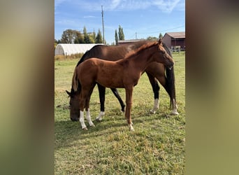 Tschechisches Warmblut, Stute, Fohlen (06/2026), Dunkelfuchs