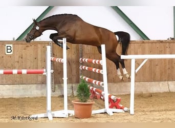 Tschechisches Warmblut, Stute, Fohlen (06/2026), Dunkelfuchs