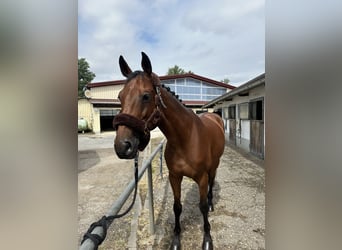 Tschechisches Warmblut, Wallach, 10 Jahre, 167 cm, Brauner