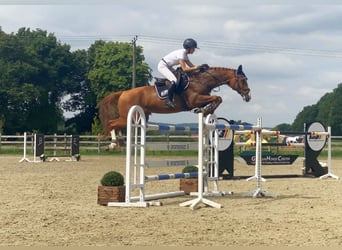 Tschechisches Warmblut, Wallach, 10 Jahre, 167 cm, Fuchs