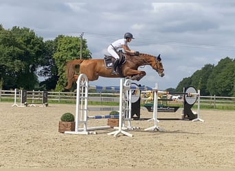 Tschechisches Warmblut, Wallach, 10 Jahre, 167 cm, Fuchs
