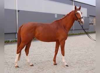 Tschechisches Warmblut, Wallach, 10 Jahre, 167 cm, Fuchs