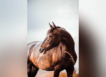 Tschechisches Warmblut, Wallach, 10 Jahre, 168 cm, Dunkelbrauner