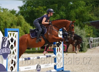 Tschechisches Warmblut, Wallach, 10 Jahre, 171 cm, Brauner