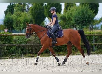 Tschechisches Warmblut, Wallach, 10 Jahre, 171 cm, Brauner