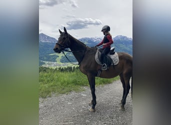 Tschechisches Warmblut, Wallach, 11 Jahre, 165 cm, Brauner