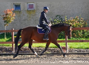 Tschechisches Warmblut, Wallach, 11 Jahre, 165 cm, Brauner