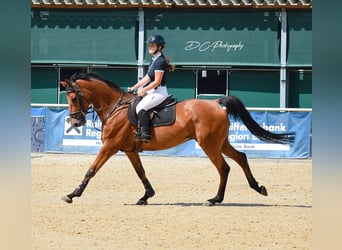 Tschechisches Warmblut, Wallach, 11 Jahre, 165 cm, Brauner