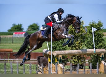 Tschechisches Warmblut, Wallach, 11 Jahre, 167 cm, Brauner