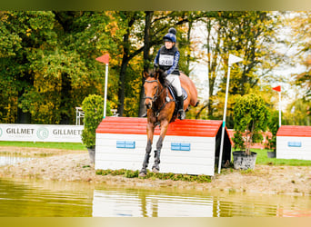Tschechisches Warmblut, Wallach, 11 Jahre, 167 cm, Rotbrauner