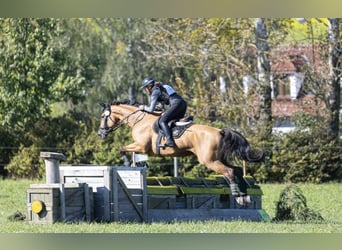 Tschechisches Warmblut, Wallach, 11 Jahre, 170 cm, Buckskin