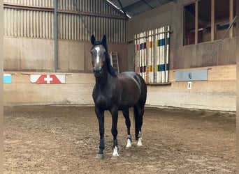 Tschechisches Warmblut, Wallach, 12 Jahre, 165 cm, Dunkelbrauner