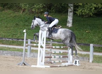 Tschechisches Warmblut, Wallach, 12 Jahre, 167 cm, Blauschimmel
