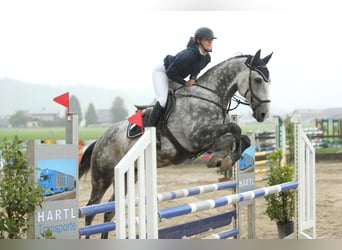 Tschechisches Warmblut, Wallach, 12 Jahre, 167 cm, Blauschimmel