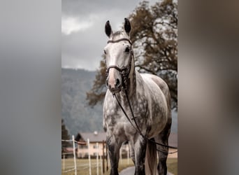 Tschechisches Warmblut, Wallach, 12 Jahre, 167 cm, Blauschimmel