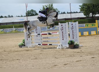 Tschechisches Warmblut, Wallach, 12 Jahre, 168 cm, Schimmel