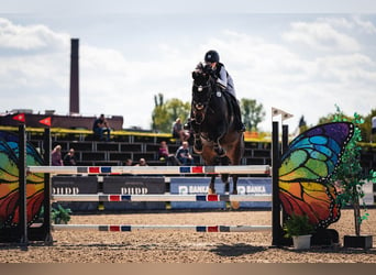 Tschechisches Warmblut, Wallach, 12 Jahre, 170 cm, Dunkelbrauner