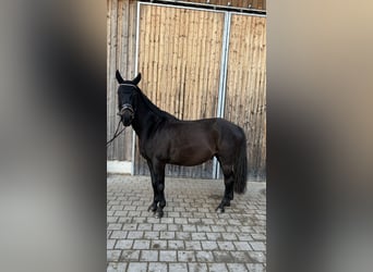 Tschechisches Warmblut, Wallach, 13 Jahre, 154 cm, Schwarzbrauner