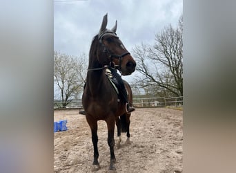 Tschechisches Warmblut, Wallach, 13 Jahre, 162 cm, Dunkelbrauner