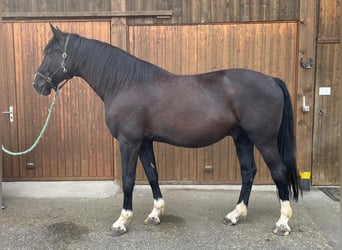 Tschechisches Warmblut, Wallach, 13 Jahre, 168 cm, Rappe