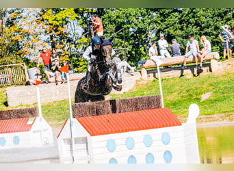 Tschechisches Warmblut, Wallach, 13 Jahre, 175 cm, Dunkelbrauner