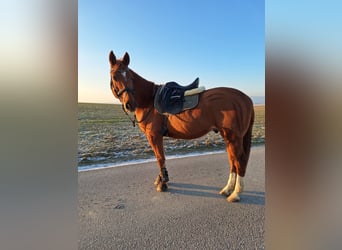 Tschechisches Warmblut, Wallach, 14 Jahre, 158 cm, Fuchs