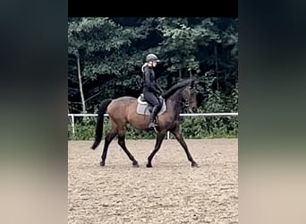 Tschechisches Warmblut, Wallach, 14 Jahre, 162 cm, Brauner