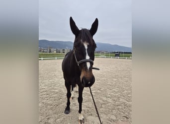 Tschechisches Warmblut, Wallach, 14 Jahre, 167 cm, Dunkelbrauner