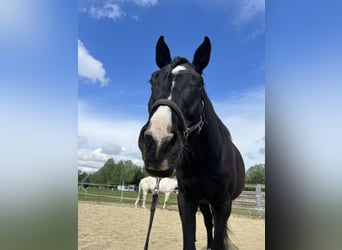 Tschechisches Warmblut, Wallach, 14 Jahre, 167 cm, Rappe