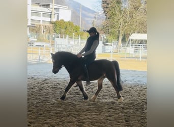 Tschechisches Warmblut, Wallach, 15 Jahre, 122 cm, Brauner