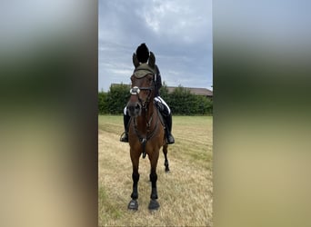 Tschechisches Warmblut, Wallach, 15 Jahre, 162 cm, Brauner