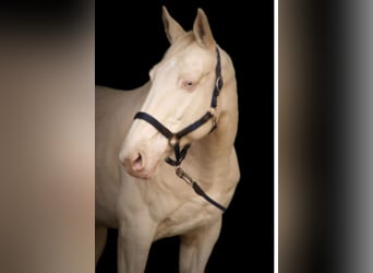 Tschechisches Warmblut, Wallach, 15 Jahre, 163 cm, Cremello