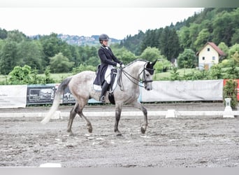 Tschechisches Warmblut, Wallach, 15 Jahre, 164 cm, Rotschimmel