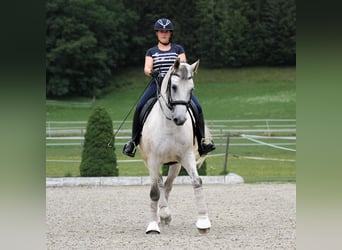Tschechisches Warmblut, Wallach, 15 Jahre, 164 cm, Rotschimmel