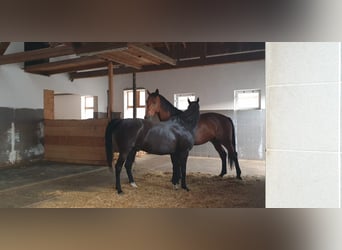 Tschechisches Warmblut, Wallach, 15 Jahre, 175 cm, Brauner