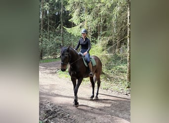Tschechisches Warmblut, Wallach, 16 Jahre, 166 cm, Dunkelbrauner