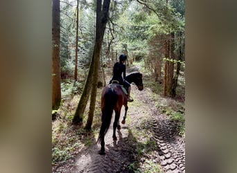 Tschechisches Warmblut, Wallach, 16 Jahre, 166 cm, Dunkelbrauner