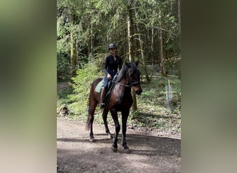Tschechisches Warmblut, Wallach, 16 Jahre, 166 cm, Dunkelbrauner